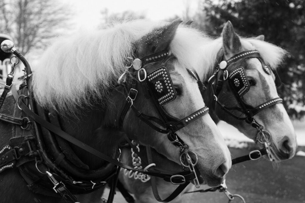 horses lead sleigh in wedding day